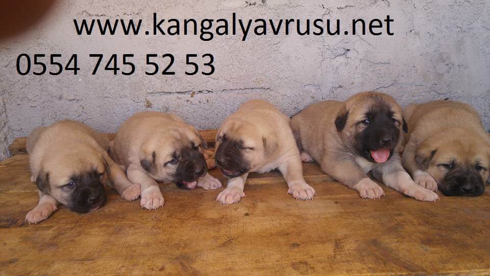 altınyayla kangal köpek çiftliği