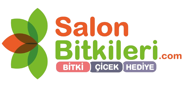 Salon bitkileri internet hizmetleri