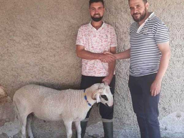 Hatiip  Konya Adak Kurban Adakçı Adaklık Logo