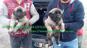 SATILIK KANGAL