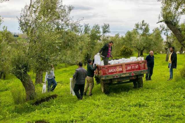 INAN Edremit zeytin budama Gübreleme ilaçlama