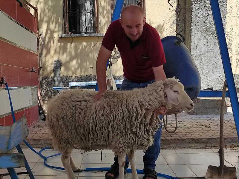 AYYILDIZ Konya Adak Kurban adakçı Adaklı Koyun Fiyatları Logo