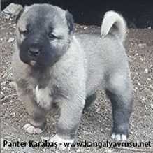 satılık kangal -DİRİLİŞ KANGAL KÖPEK ÇİFTLİĞİ